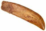 Serrated, Carcharodontosaurus Tooth - Fully Rooted #270460-1